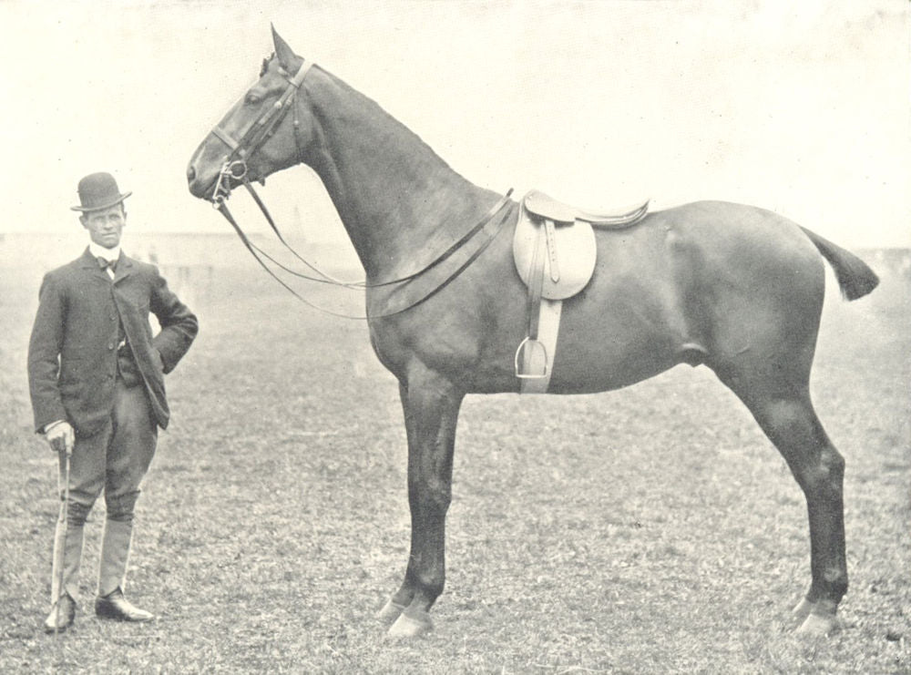 HORSES. Riding Horse-